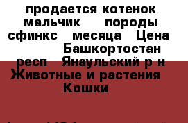 продается котенок мальчик ,   породы сфинкс 2 месяца › Цена ­ 1 500 - Башкортостан респ., Янаульский р-н Животные и растения » Кошки   